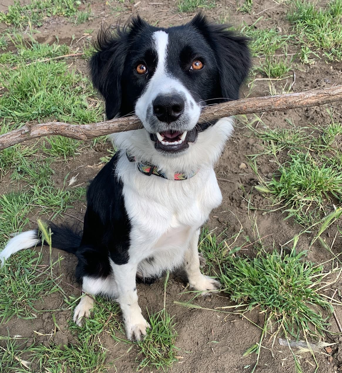 Happy dog training session with positive reinforcement