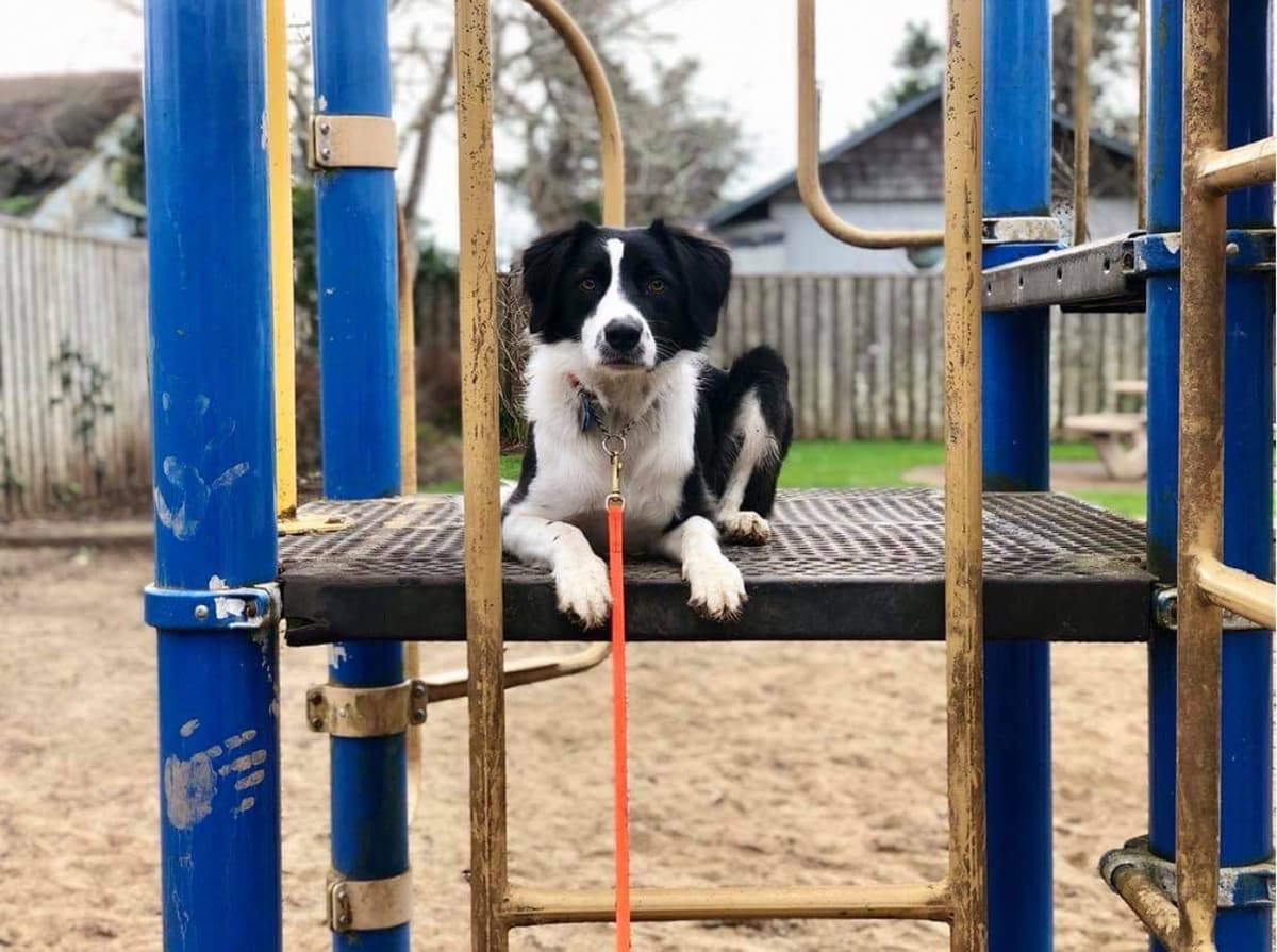 Professional veterinarian with experience caring for dogs