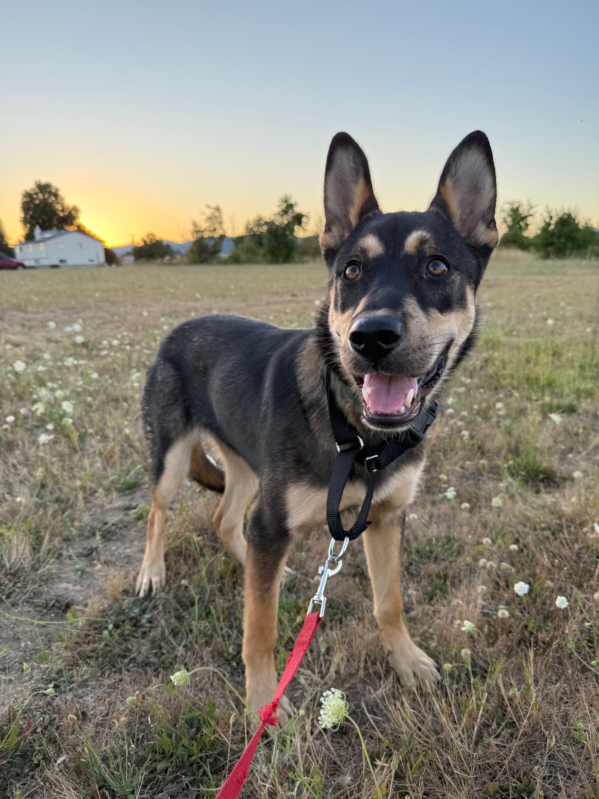German Shepherd mix dog enjoying outdoor time at our boarding facility