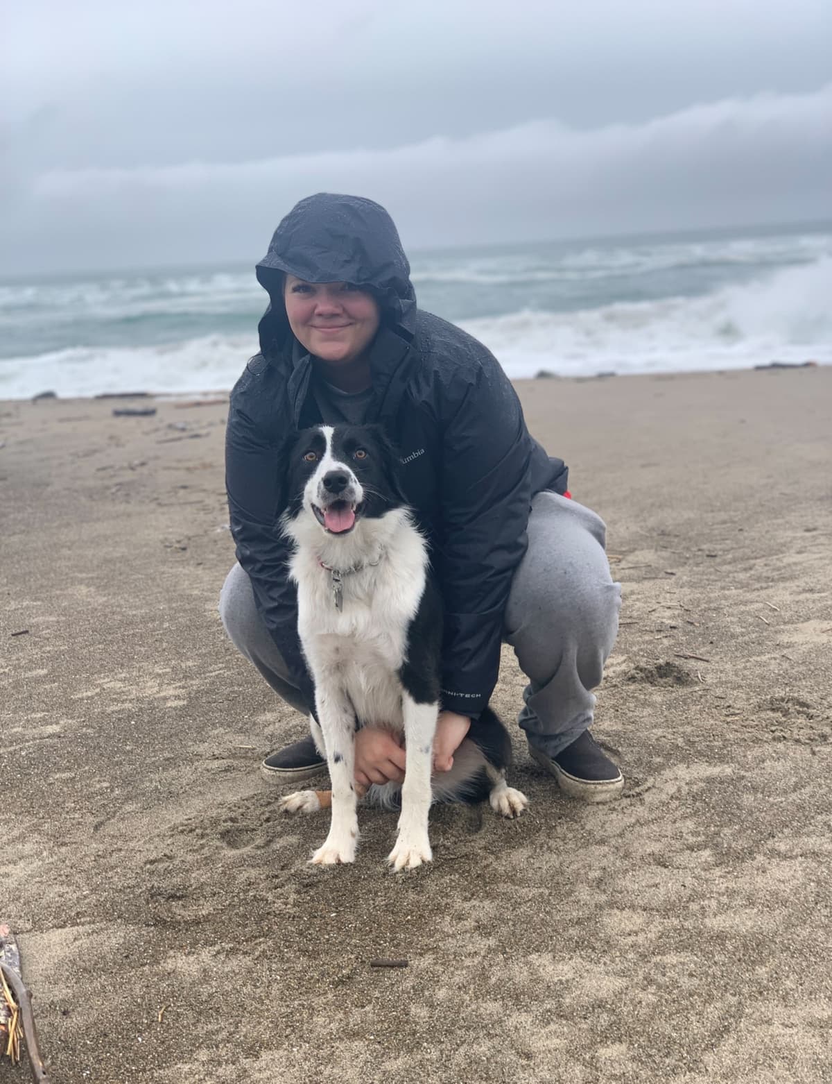 Professional dog training session with positive reinforcement