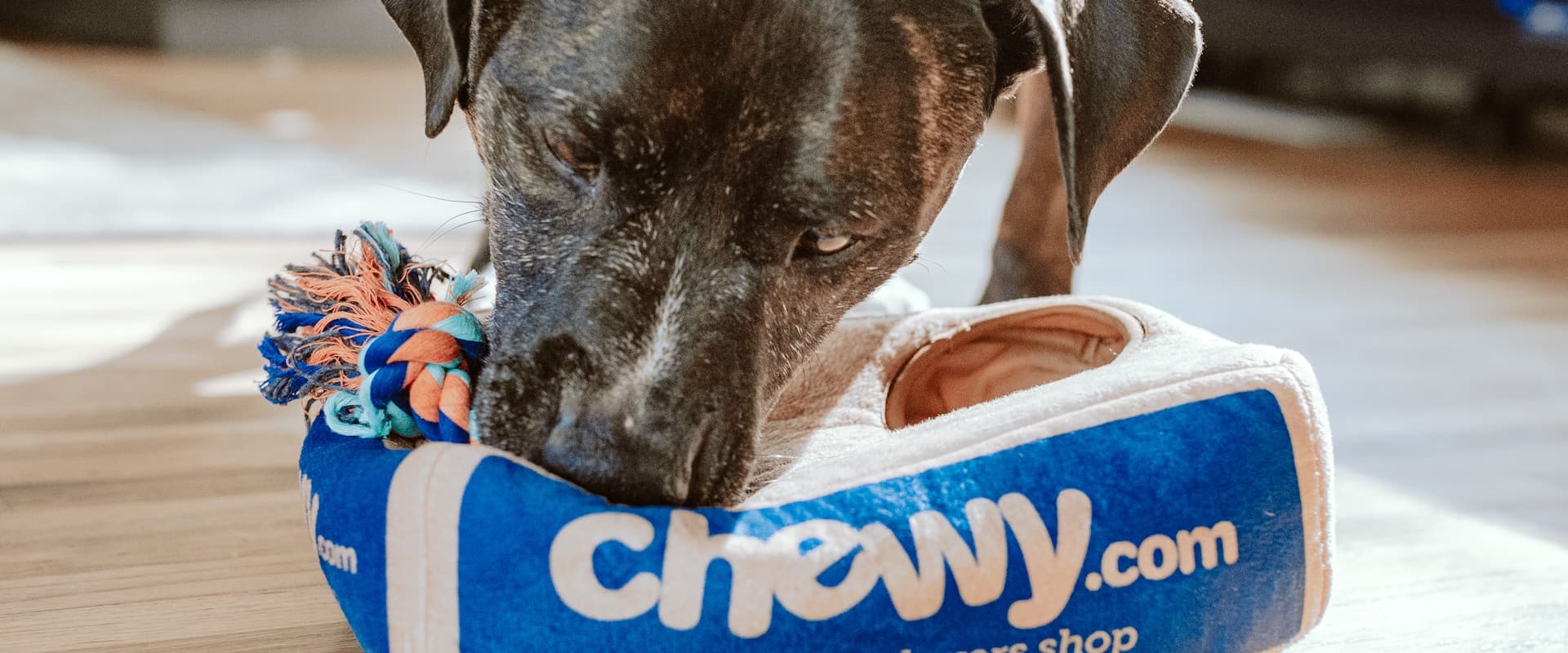 Professional dog training services background