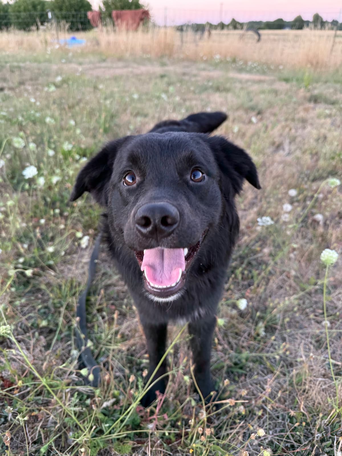 Happy black dog smiling after successful training session